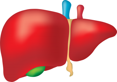 drawing of a liver
