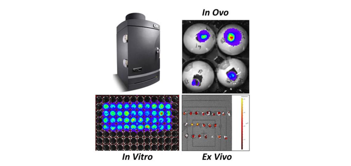 Image showing fluorescence and bioluminescence for both in vitro and ex vivo applications. 