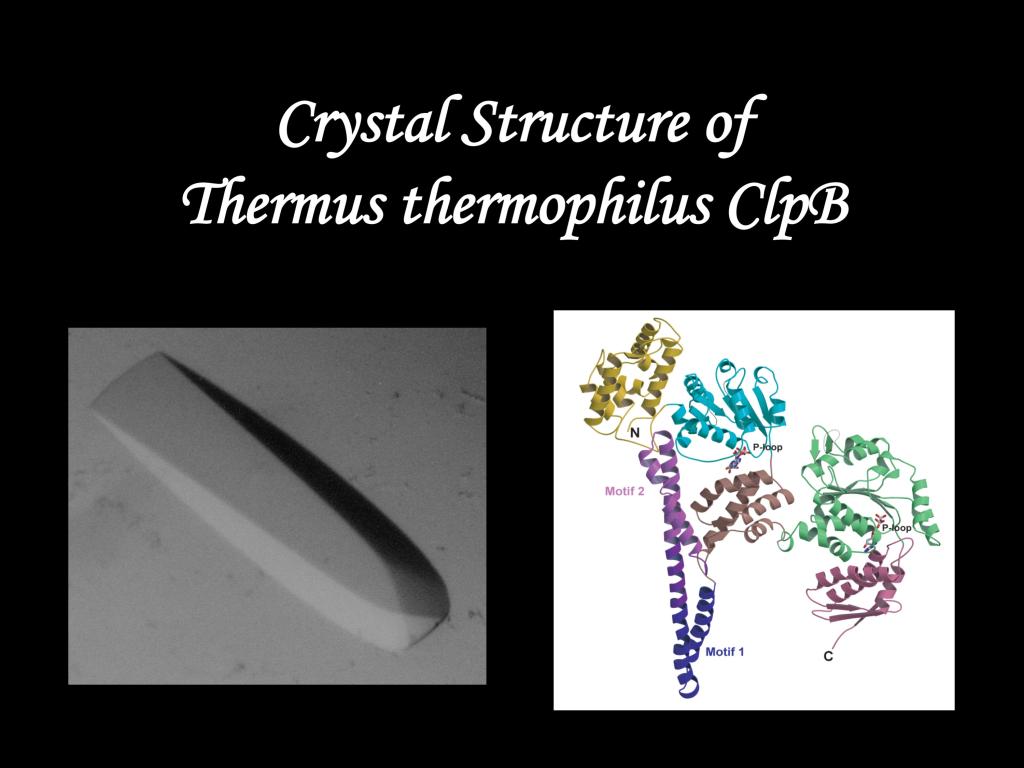 Crystal Structure of Thermus thermophilus ClpB