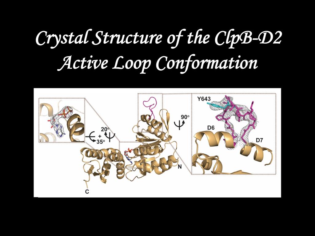 Crystal Structure of the ClpB-D2 Active Loop Conformation