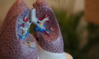 A partial cross-cut model of human lungs.