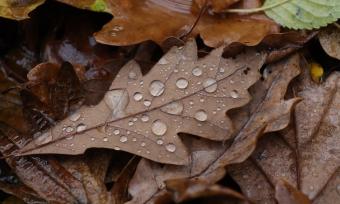 Dead leaves with rain drops.