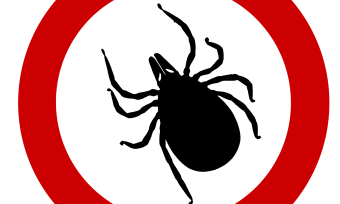 A drawing of a solid black tick with a red circle around it on a white background
