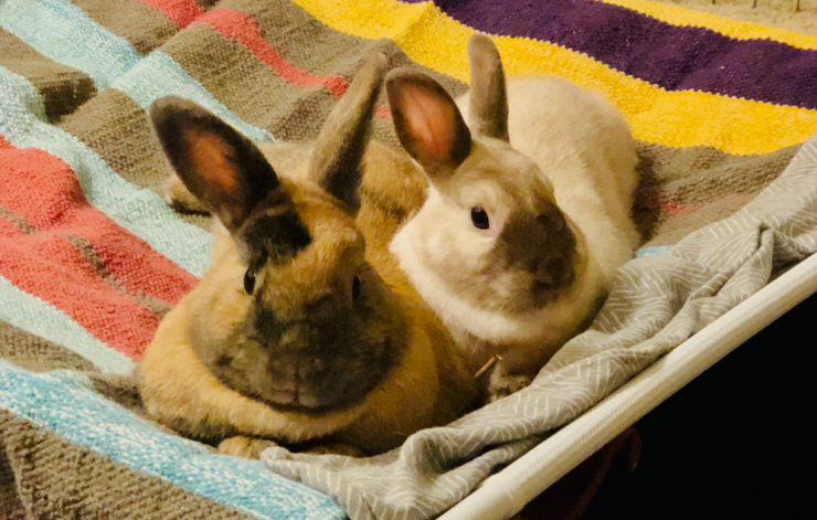 Ellie and Indy