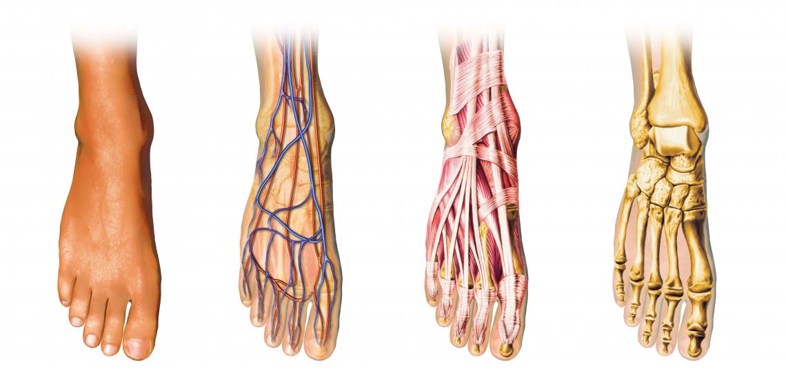 Anatomy of the Foot and Ankle