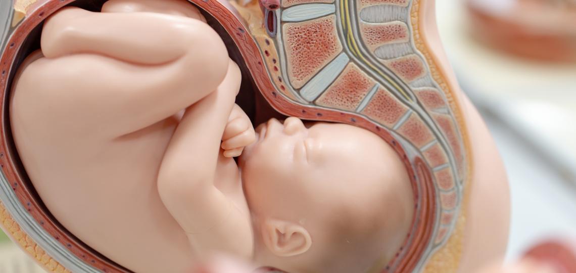 Fetus Model
