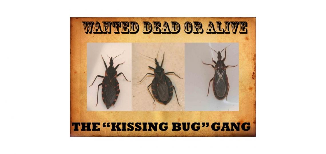 wanted poster kissing bugs dead or alive