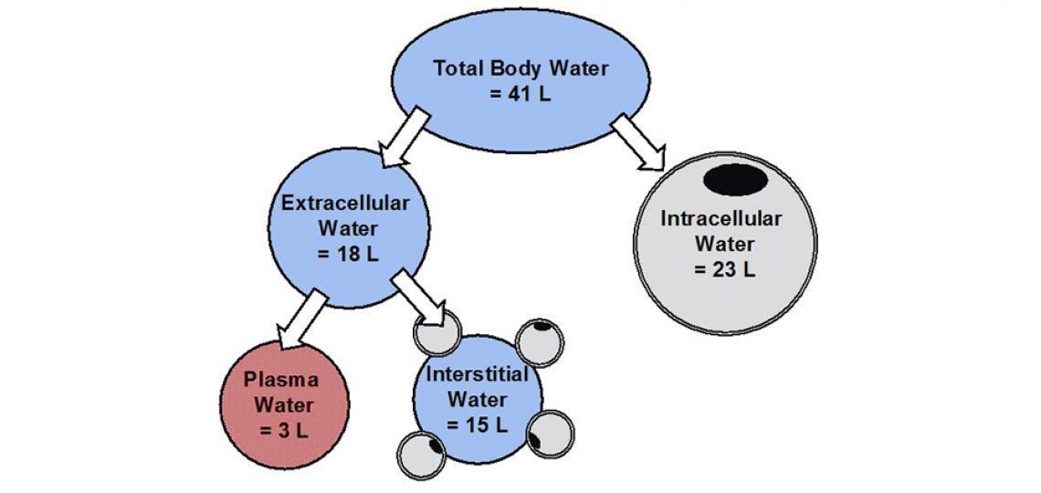 Approximate breakdown of water (75 kg of body weight)