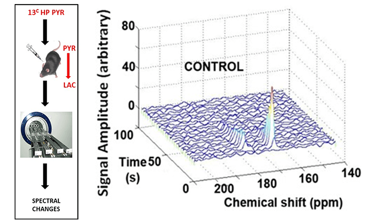 A panel depicts an experimental schema where mice inoculated with head and neck cancers are injected with a unique metabolic tracer (13C HP PYR) and undergo magnetic resonance imaging (MRI) of labeled pyruvate and lactate. A second panel depicts signal amplitude changes in labeled pyruvate and lactate from the mouse tumor.