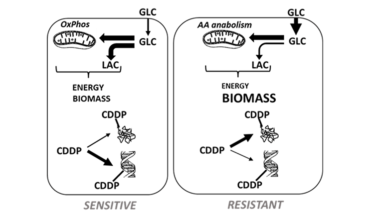 An illustration showing: Cisplatin (CDDP) enters cancer cells, penetrates the nucleus and binds to cellular DNA resulting in cell death. In cisplatin-resistant cells, energy production is de-emphasized to allow for greater biomass generation which absorbs cisplatin and prevents it from binding to cellular DNA; this results in cancer cell survival.
