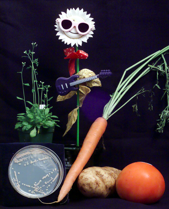 Bioavailability of Nutrients Bioavailability of Nutrients