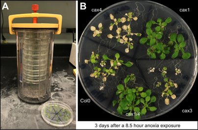 Plant Anoxia Tolerance Plant Anoxia Tolerance
