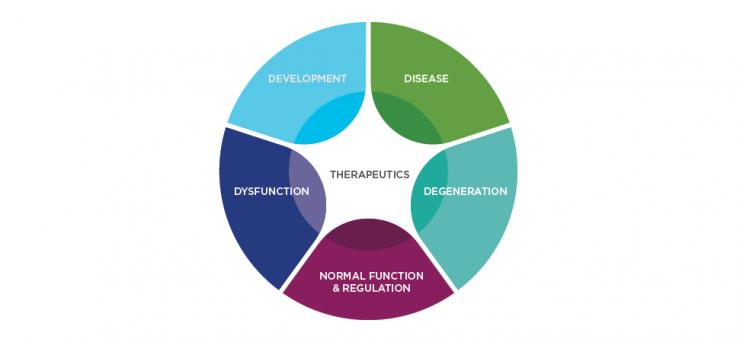 Research model used in the DDMT graduate program.