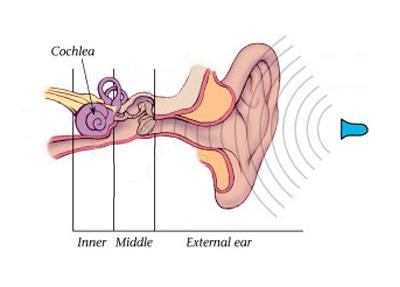Figure 2. Pressure waves from the speaker pass through the air to the external ear which collects the sound and passes it to the ear drum.