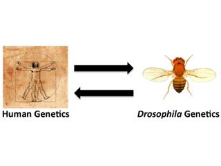 Conducting human genetic analyses against genetic models of disease in Drosophila, the fruit fly.