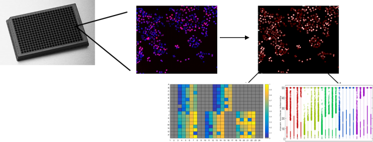 The workflow of the high throughput microscopy and image analysis experience.