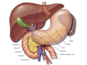 The pancreas is an oblong flattened gland, about six inches long, located deep in the abdomen, sandwiched between the stomach and the spine.
