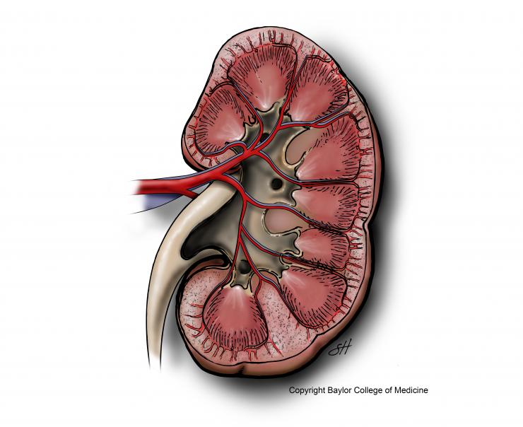 Blood supply to the kidney