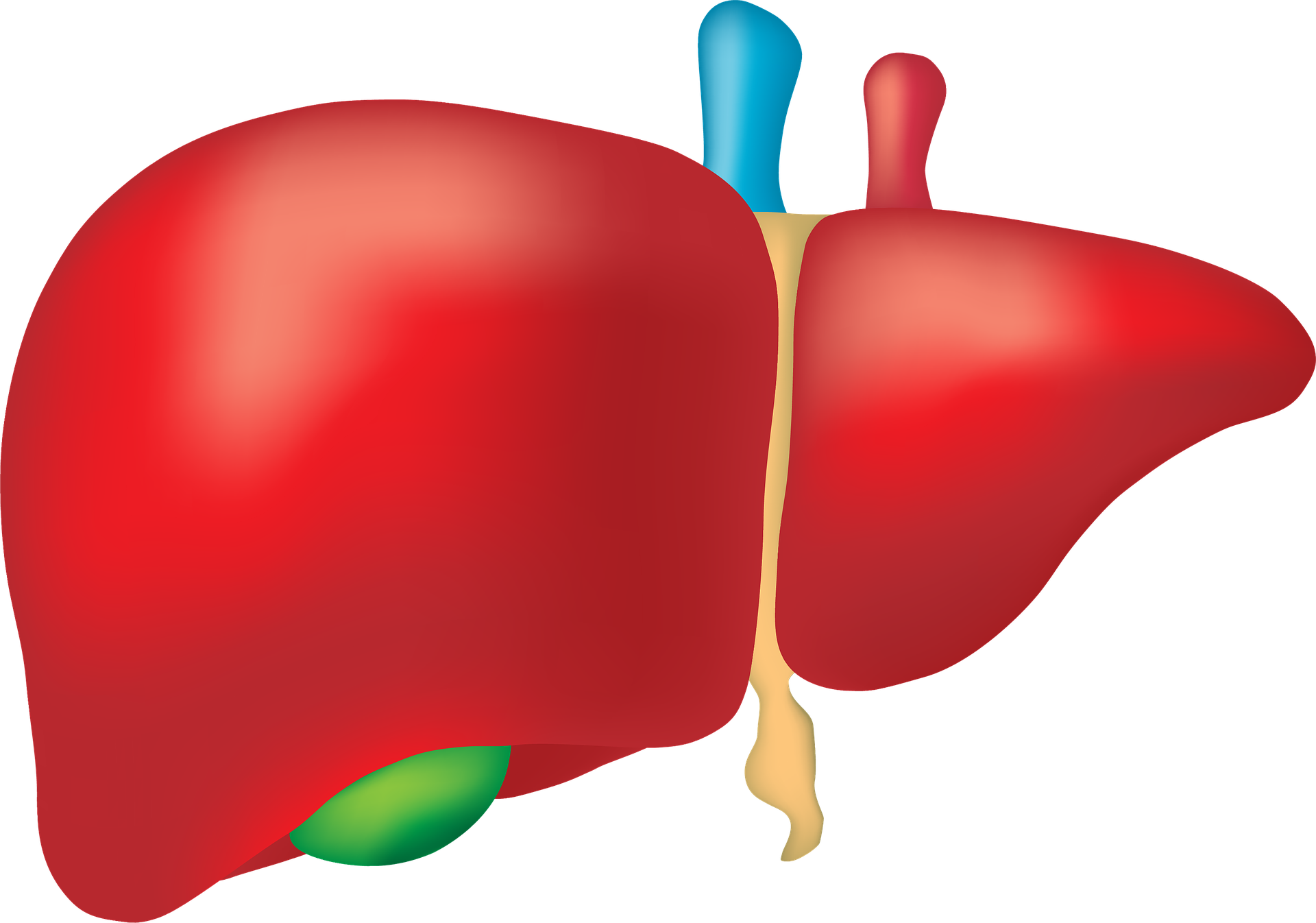 What Is Fatty Liver Grade 1 2 3