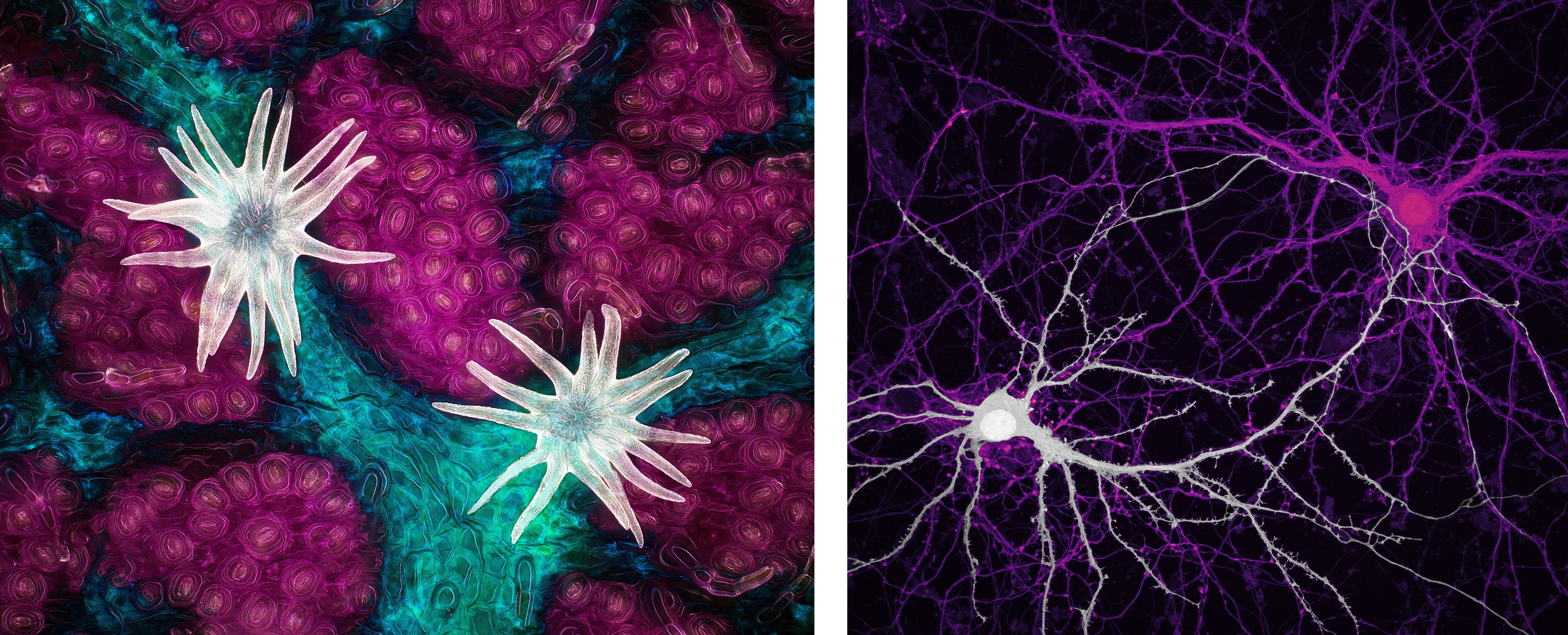 New US Postal Service Stamps Feature Beautiful Photos of Microscopic Life