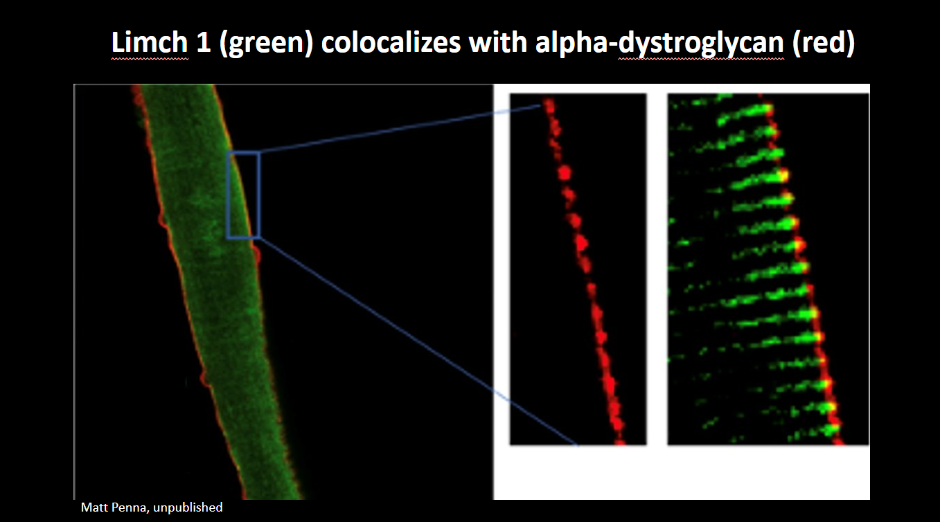 Limch 1 Colocalizes with alpha-dystroglycan.