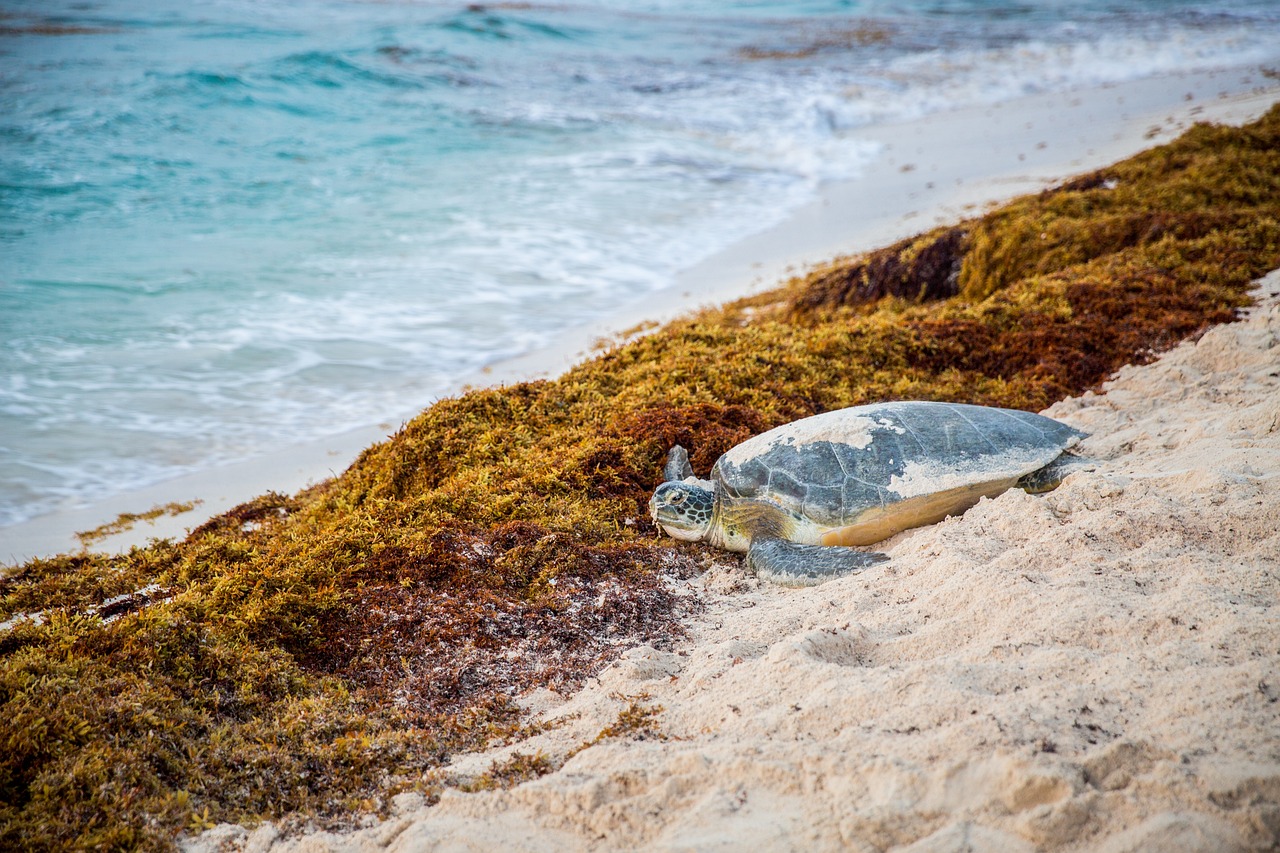 Sargassum seaweed carries potential for respiratory problems BCM