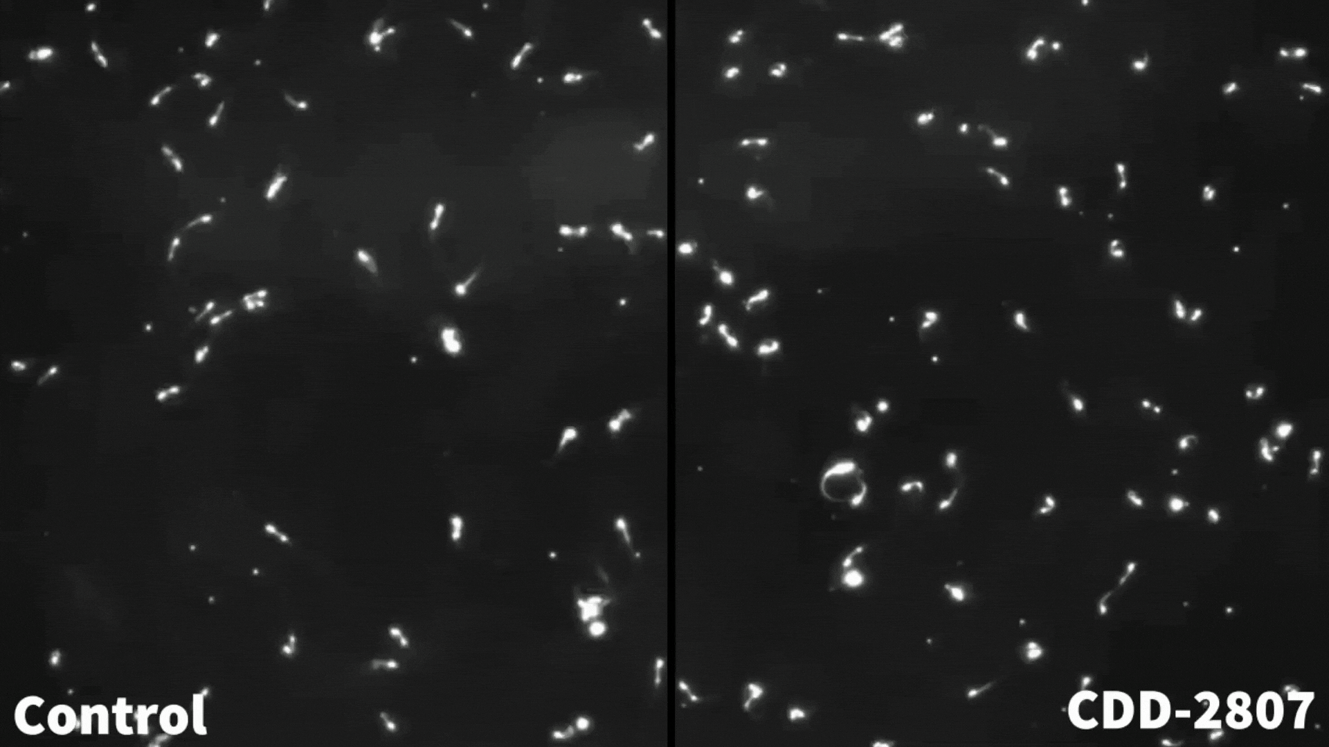 Microscopic image showing the compound CDD-2807 reduce sperm motility.