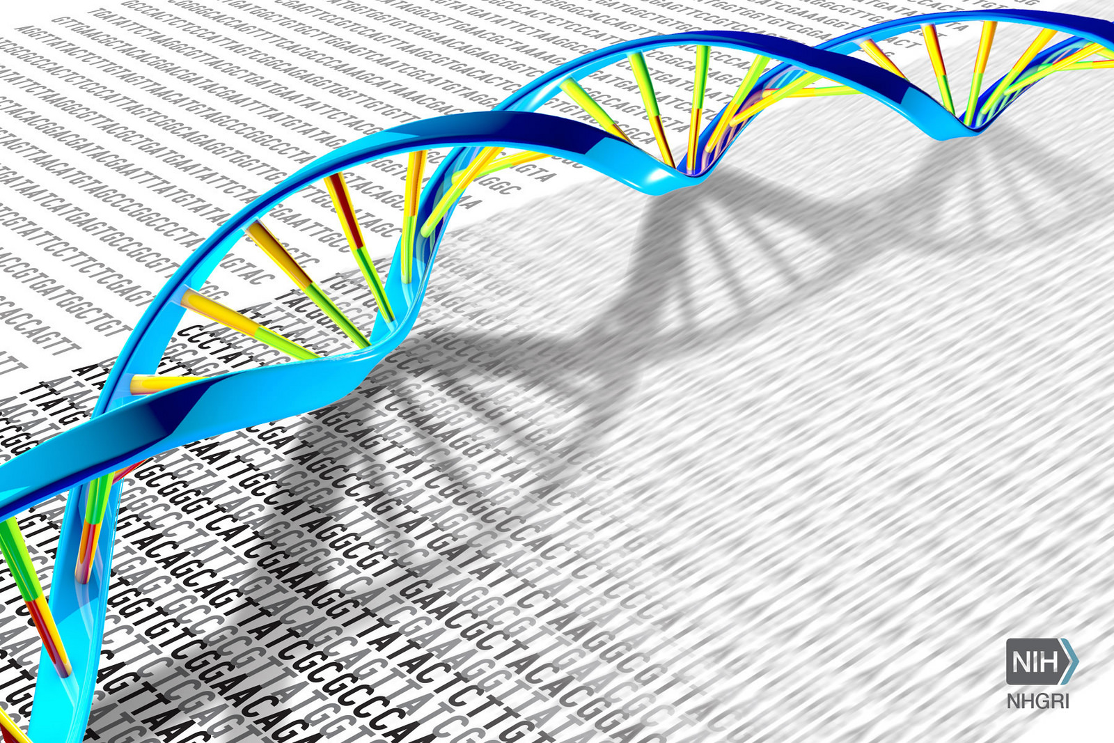 Genetic germline variations influence expression of cancer cell genes | BCM