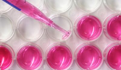 A colored liquid being placed in modules on a tray for research purposes.