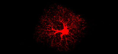 An image of an astrocyte of the adult mouse brain labeled with tdTomato red fluorescent protein.