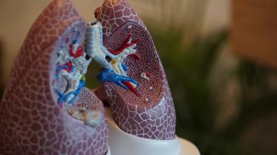 A partial cross-cut model of human lungs.