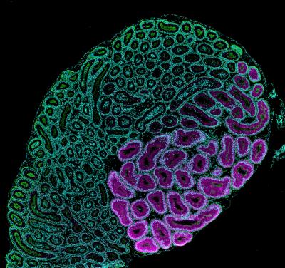 The proximal segment of the epididymis responds to the switch factor NELL2 and synthesizes OVCH2 (magenta), a protein indispensable for sperm maturation.