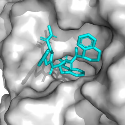 Pictured here is a model of the enzymatic pocket of thrombin (gray background surface) with the bound inhibitor molecule (cyan stick structure). 