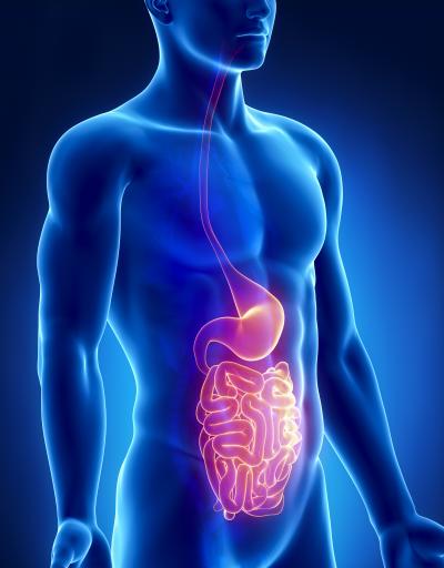Abdomen, stomach and small intestines