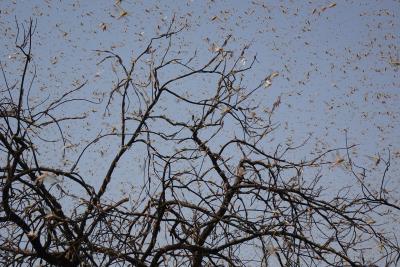 Locust swarm