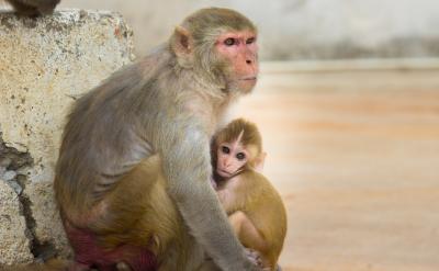 rhesus macaque