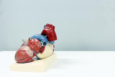 Model of heart