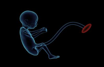 Illustration of a fetus