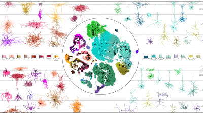 Image showing different sizes of neurons in motor cortex. 