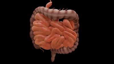 Image of large and small intestines.