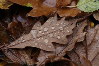 Dead leaves with rain drops.