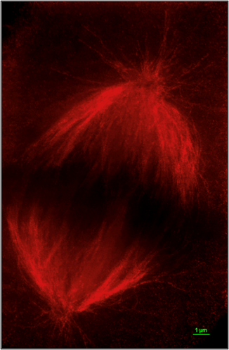 Super-resolution imaging of a cell undergoing mitosis.