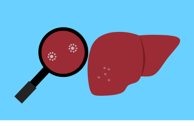 Drawing of a liver and magnifying glass