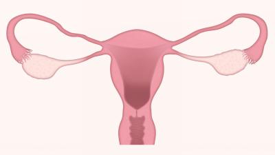 Drawing of a uterus