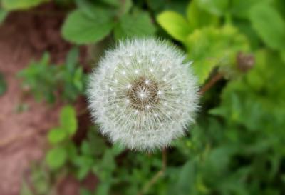 Close up of a white danelion with grass in the background. 