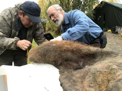 We show that three-dimensional chromatin structure is preserved in a 52,000-year-old woolly mammoth skin. In this photo Valerii Plotnikov and Dan Fisher are examining the skin after it was excavated from permafrost.