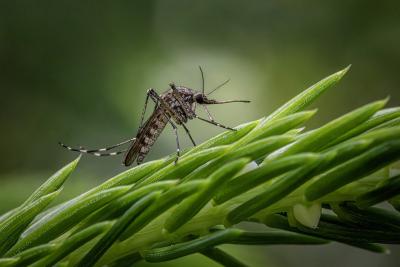 A close up photograph of a mosquito on green plant