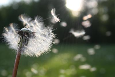 Close up of dandelion with its seeds blowing in the wind.