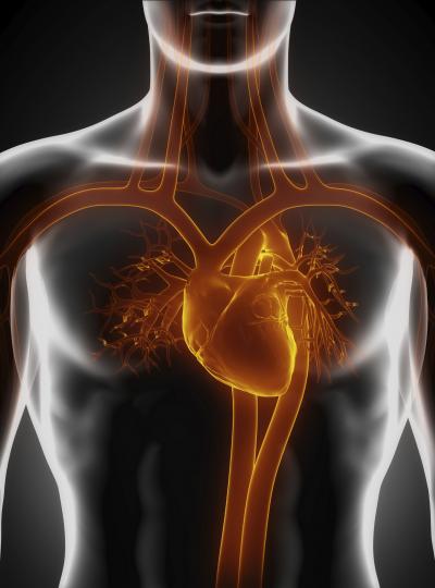 Findings may promote adult heart tissue regeneration