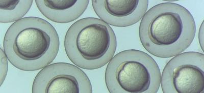 Gastrulation-staged zebrafish embryos
